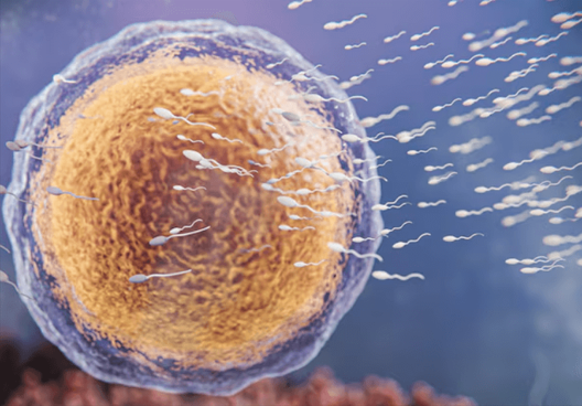 Fertility Preservation Counseling