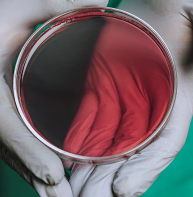 Donor Egg Embryo Freezing