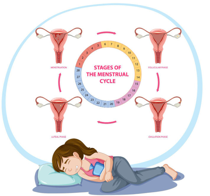 Menstrual Cycle Hormone Mapping