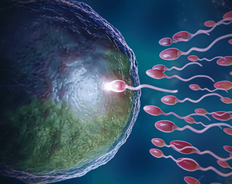 Natural Cycle Oocyte Banking