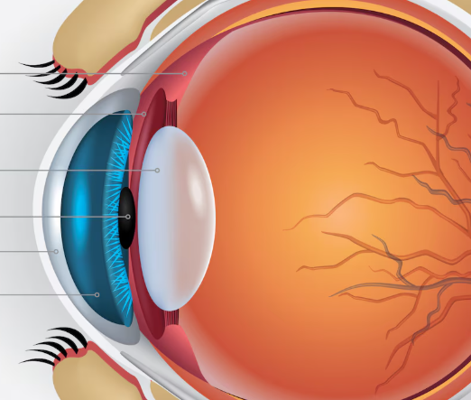 Optic Nerve Head Imaging Program