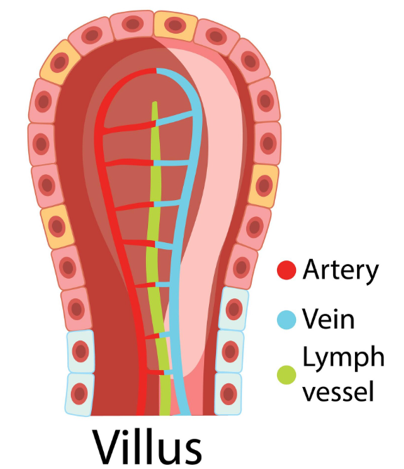Guided Tissue Regeneration